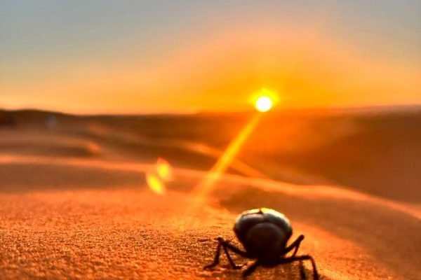 Scarabet dans le desert